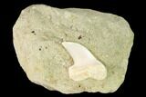 Fossil Mako Shark Tooth On Sandstone - Bakersfield, CA #144520-1